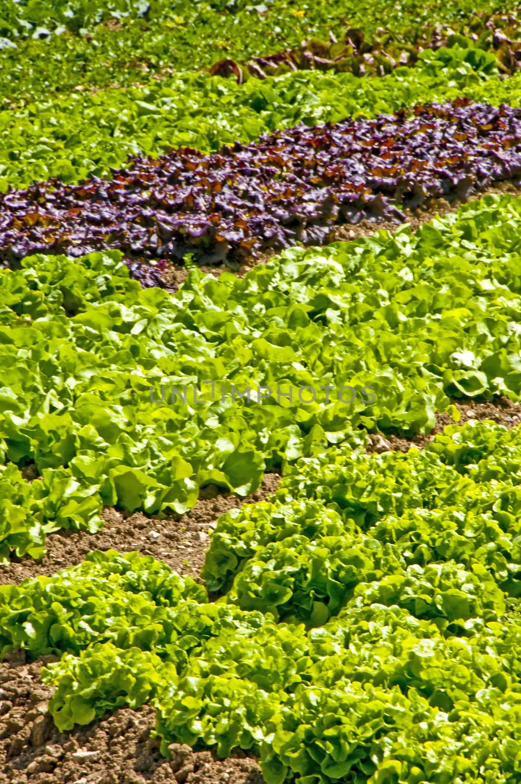 salad cultivation by Jochen