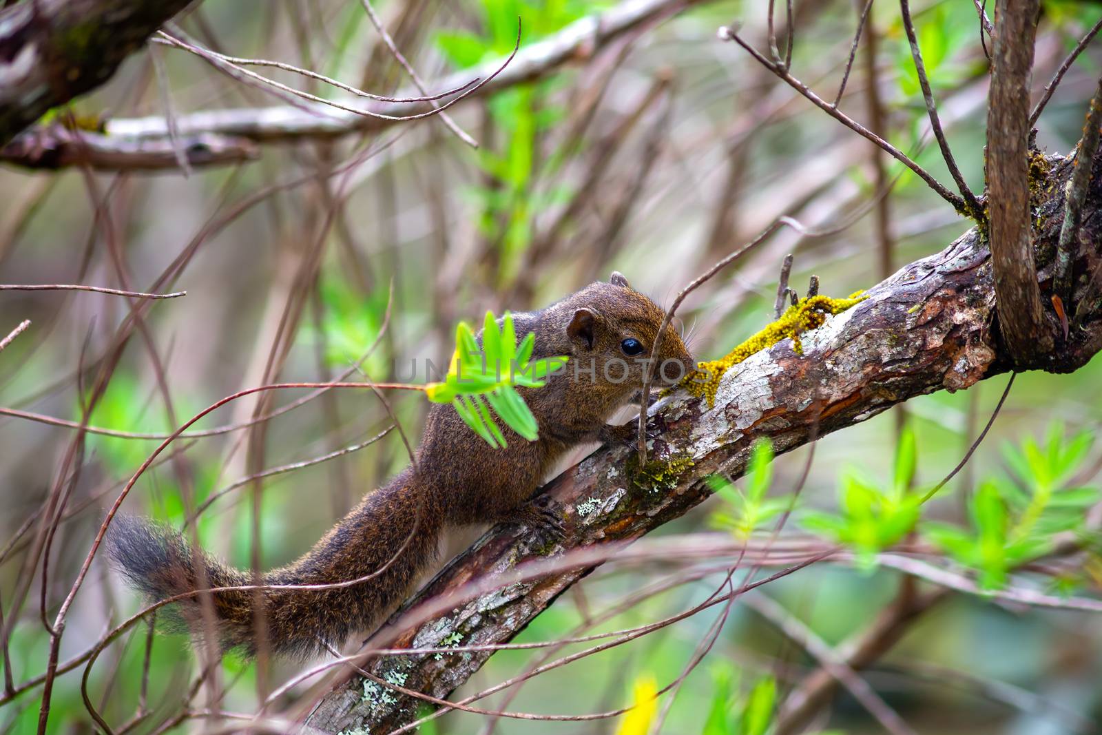 A chipmunk or palm squirrel sits on a tree branch. Sri Lanka by 977_ReX_977