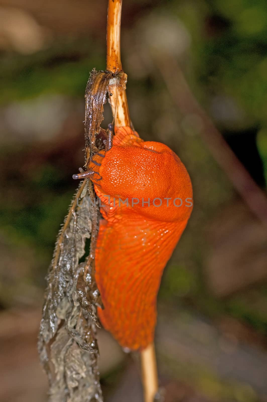 snail, Arion rufus by Jochen