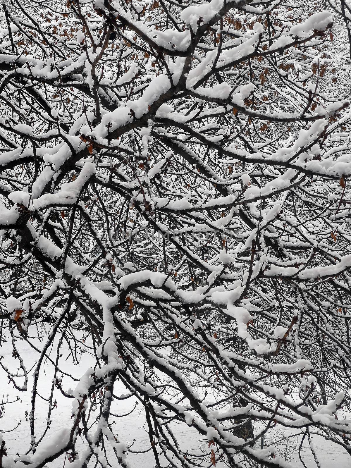 Winter branches of trees in hoarfrost on background snow by 977_ReX_977