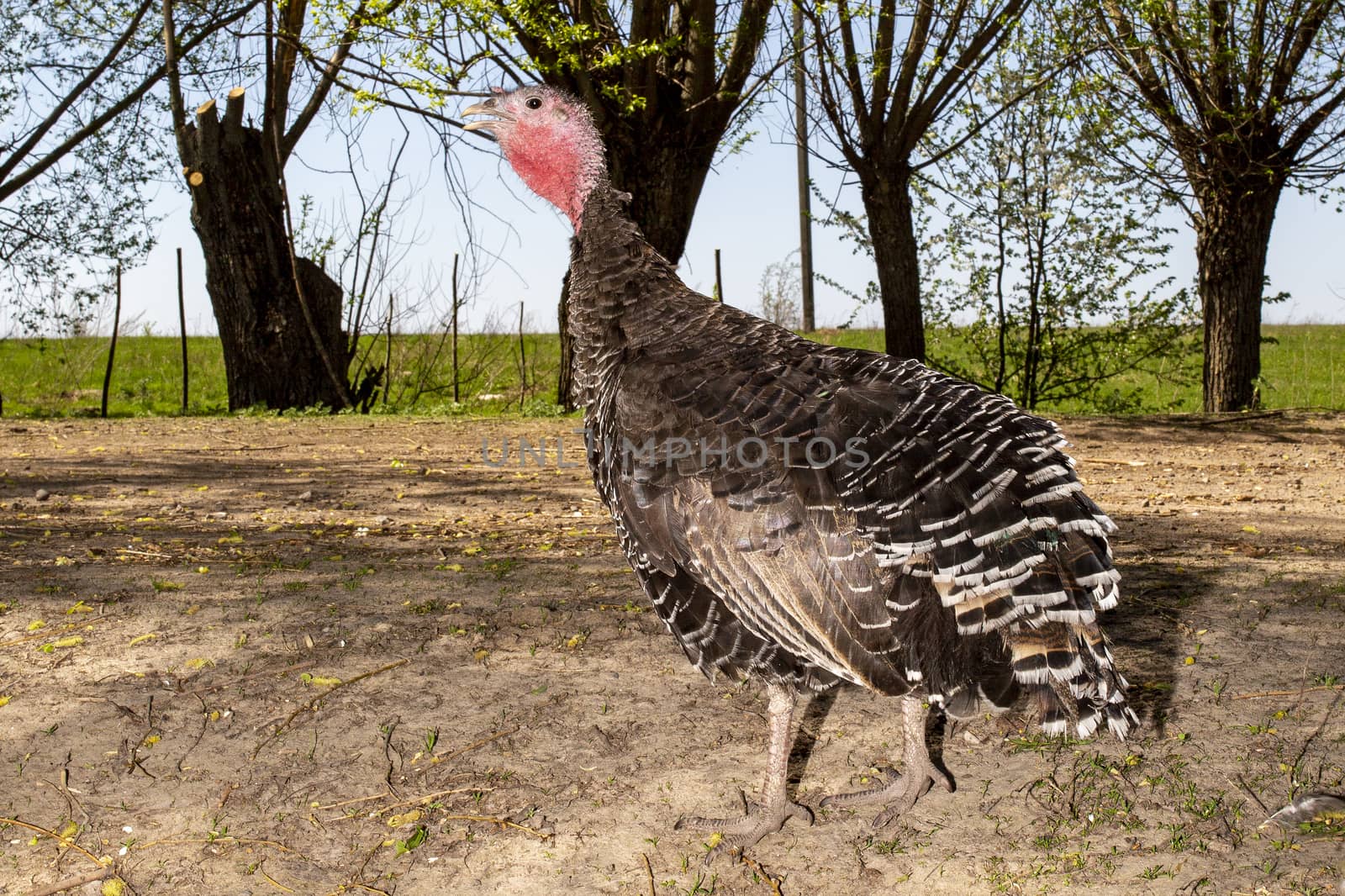 Big beautiful turkey on a background of trees and green grass. Poultry, agriculture, poultry rearing.