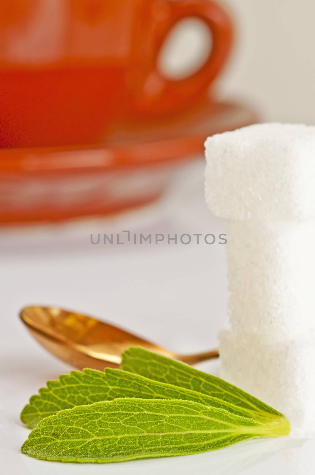 Stevia rebaudiana the herbal support for sugar