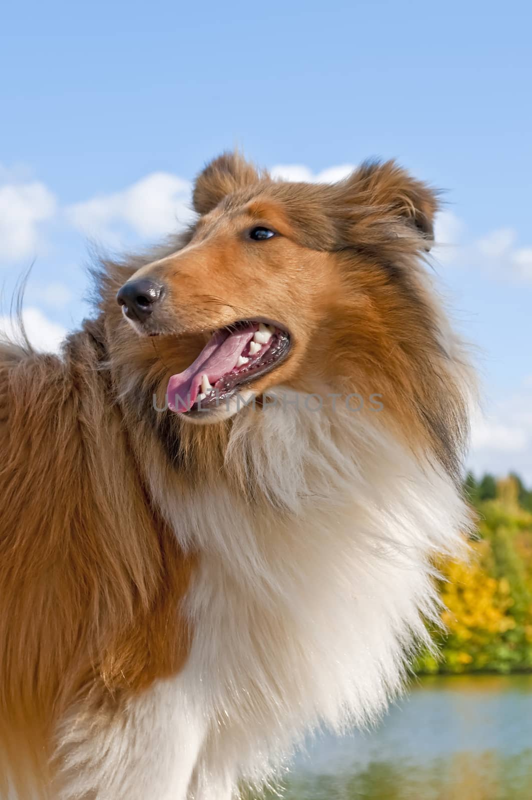 American truebred collie