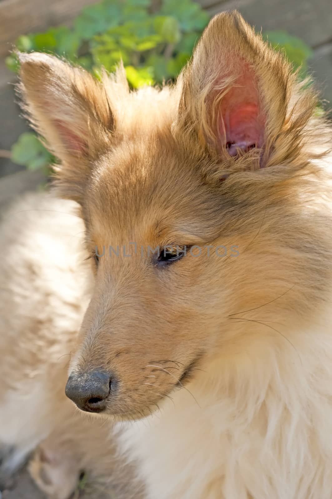 collie puppy sunny by Jochen