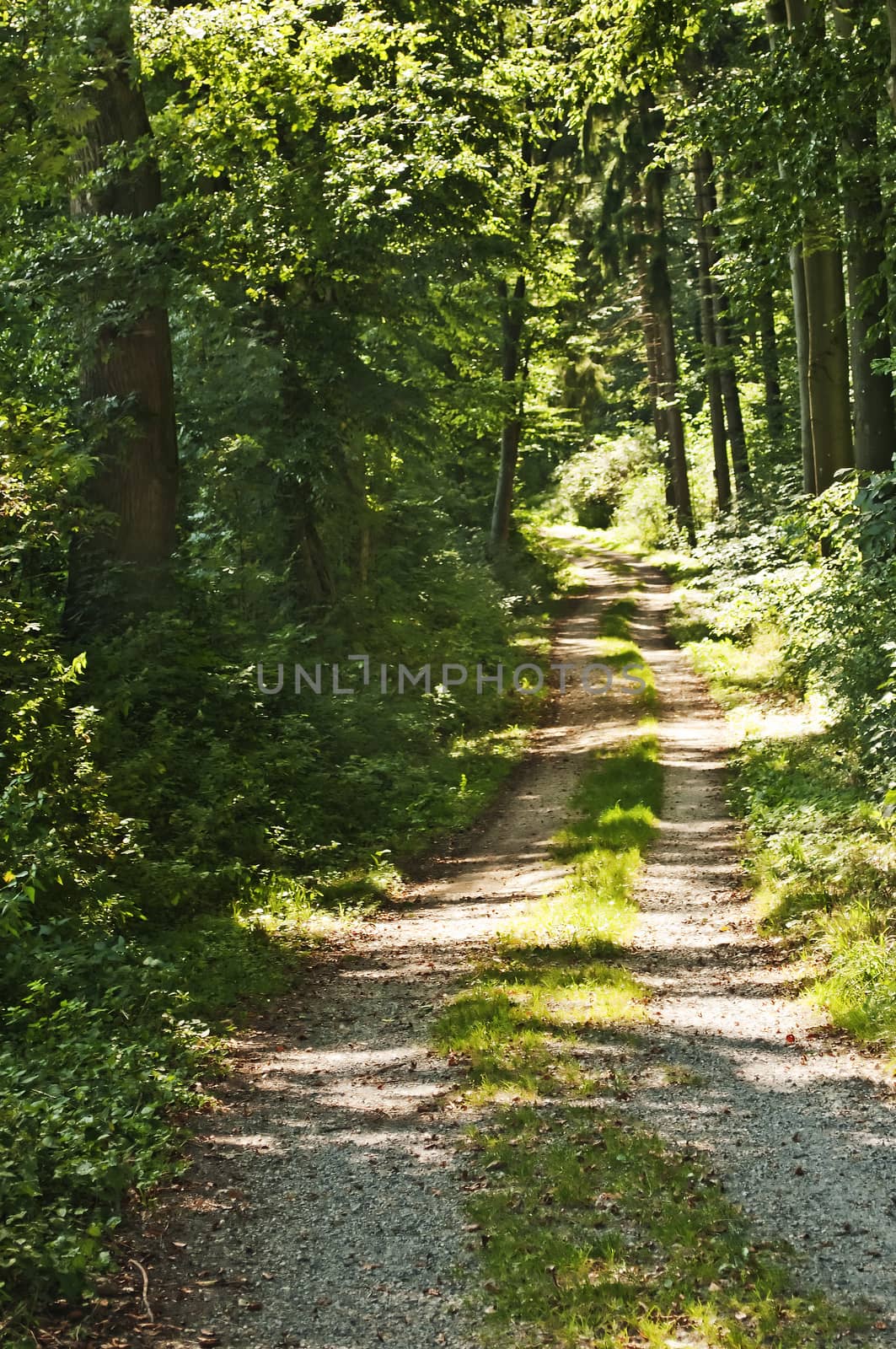 Forest in summer by Jochen