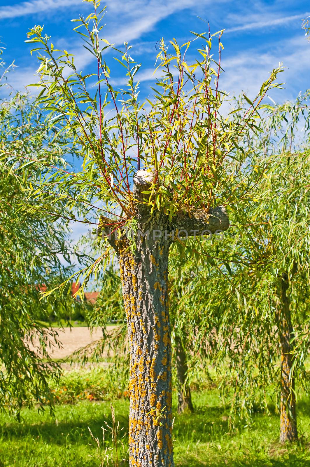 pollarded willow