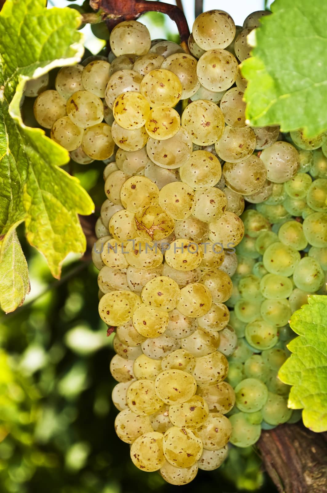 white ripe grapes in a vineyard