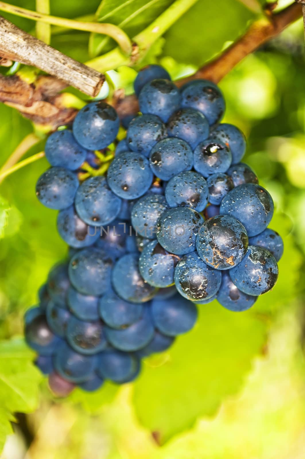 blue ripe grapes in a vineyard by Jochen