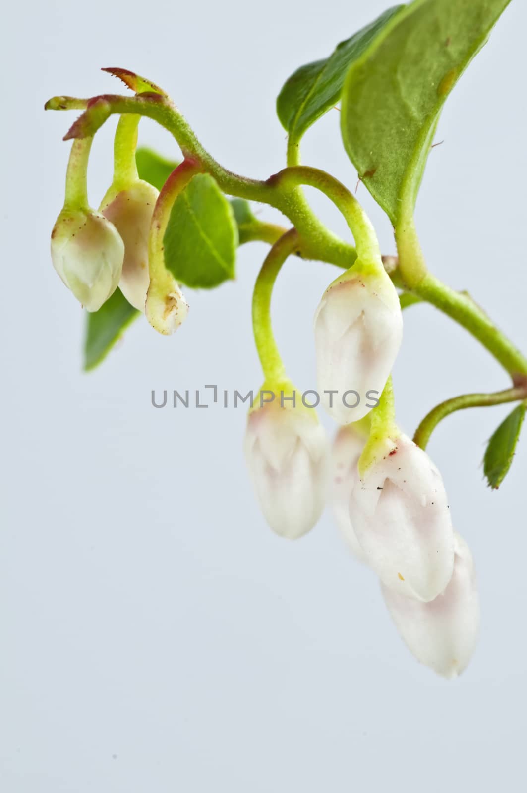 Gaultheria procumbens engl by Jochen
