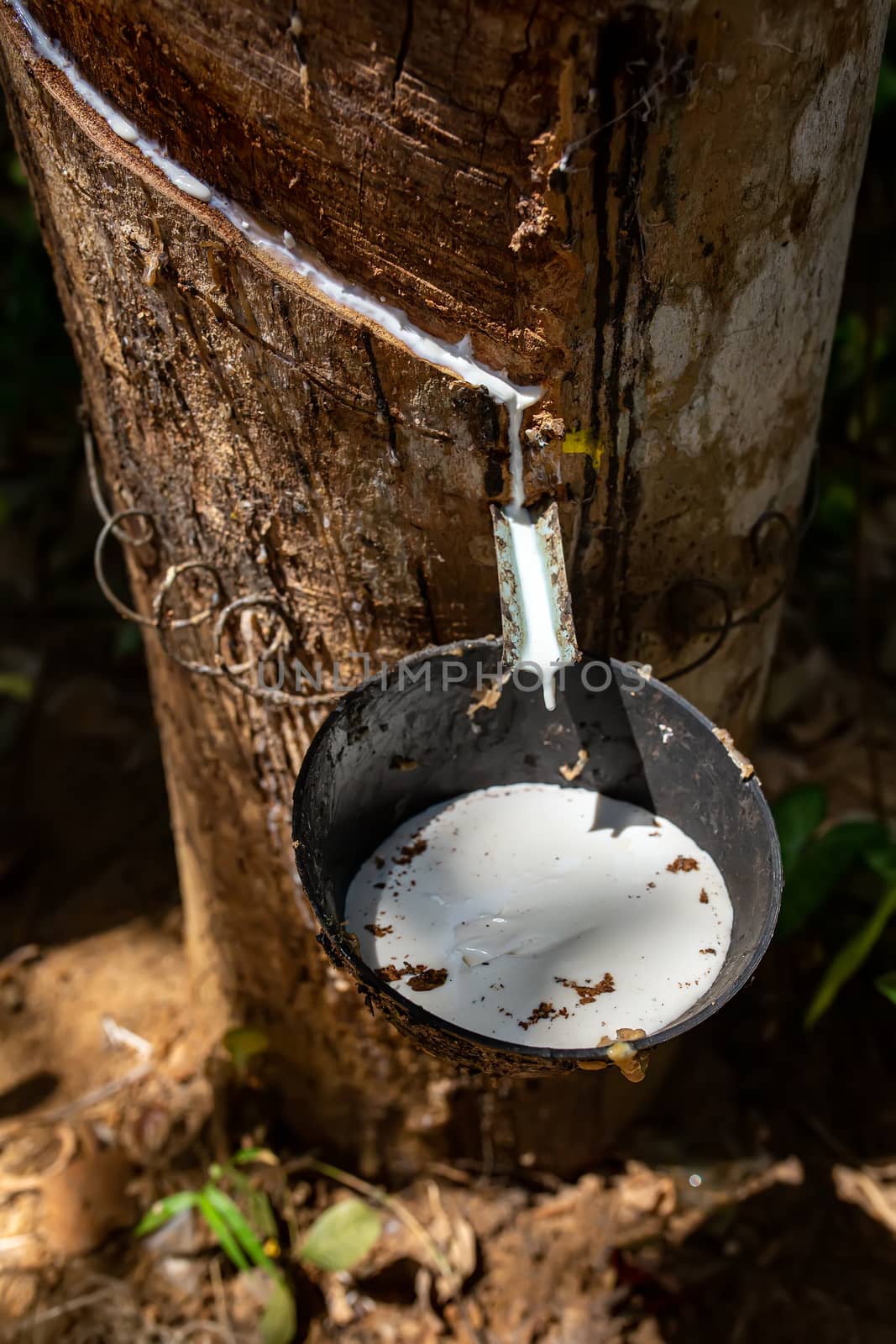 Natural rubber latex, rubber extraction from Hevea wood. White milky juice latex from hevea flows from an incision into a special bowl. Latex being collected from a tapped rubber tree.