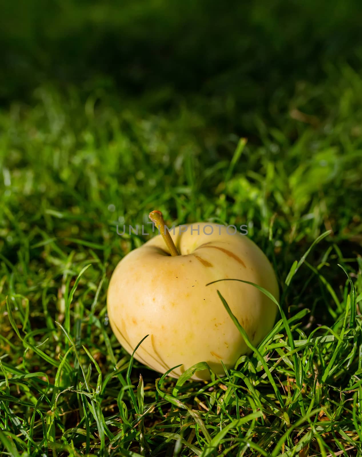 Harvest autumn. Yellow apple on green grass close-up. by 977_ReX_977