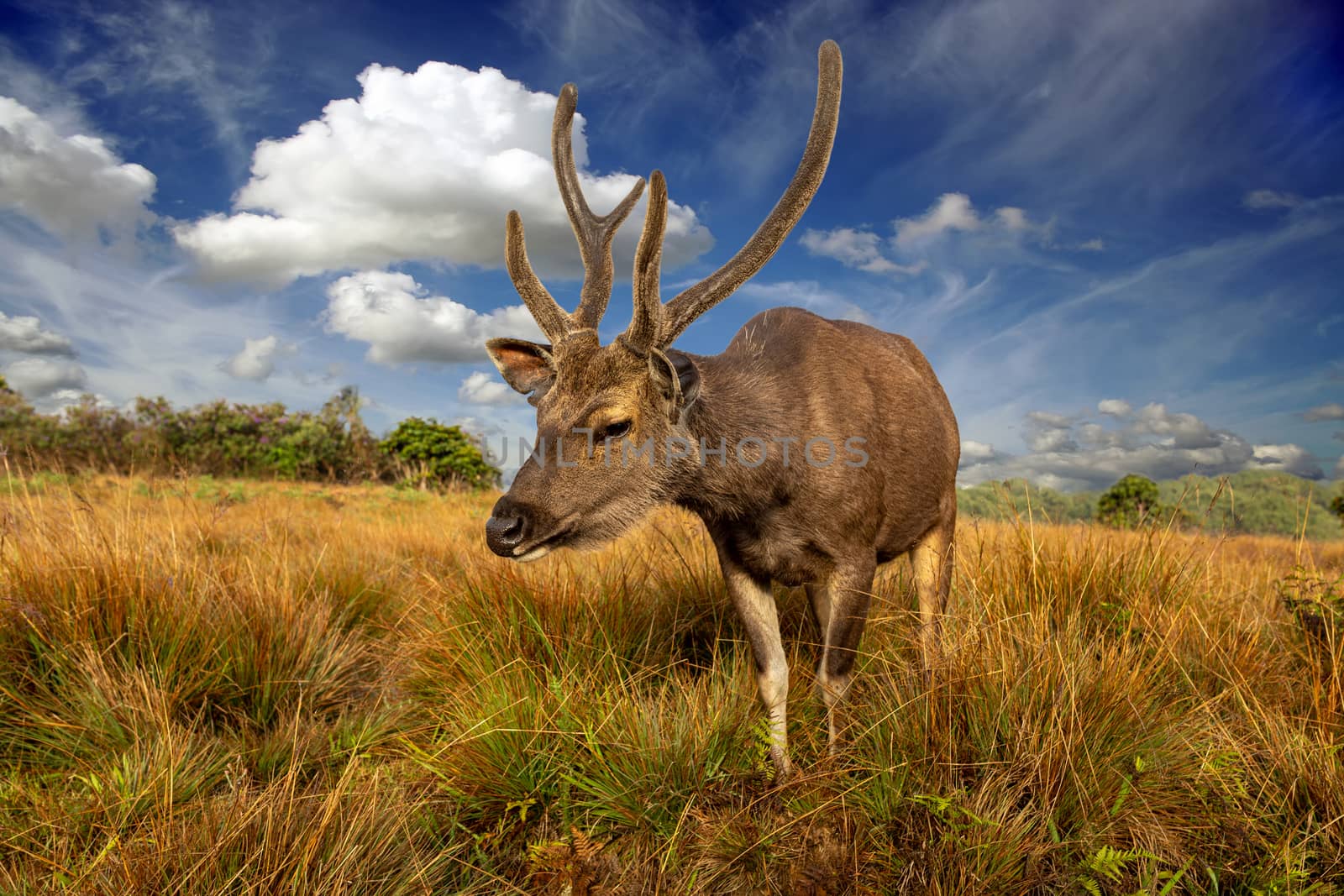 Deer on a background of beautiful sky and clouds. In the background is a forest and a tree. A sambar deer in the forests of Horton Plains National Park. Close-up of a deer muzzle with shaggy horns.