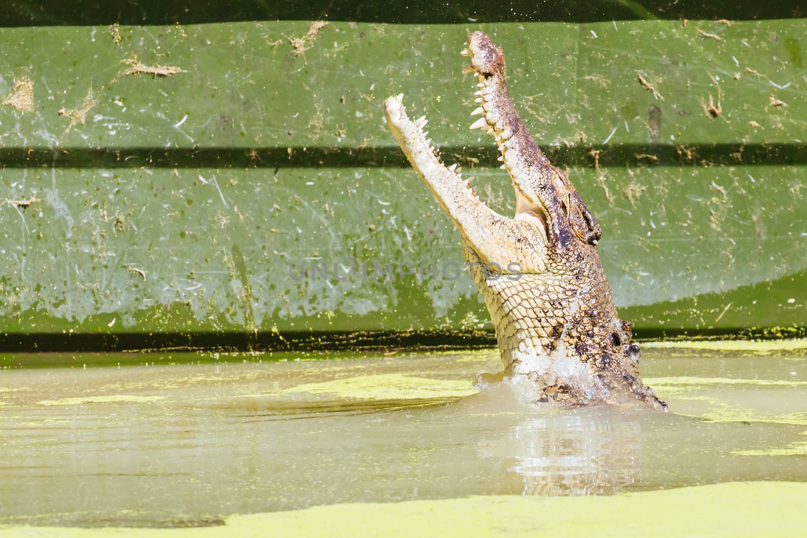 A crocodile waits patiently for prey in Queensland, Australia