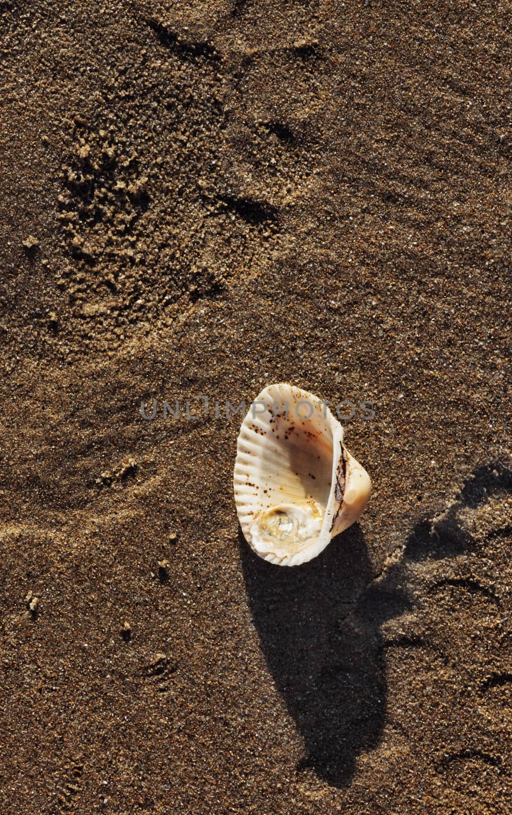 A single seashell on a wet sand ,top view ,early morning ,long shadow on the beach ,in the foreground a footprint of a shoe ,vertical composition