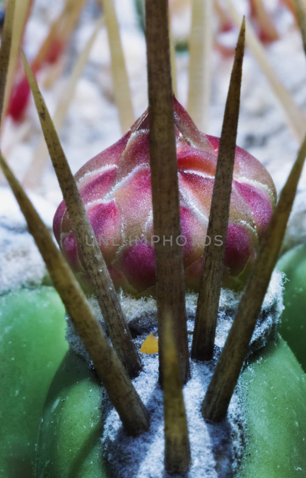 A bright colored cactus flower ,in the foreground several spines ,flower shape highlighted ,vertical composition ,macro photography ,scenic effect