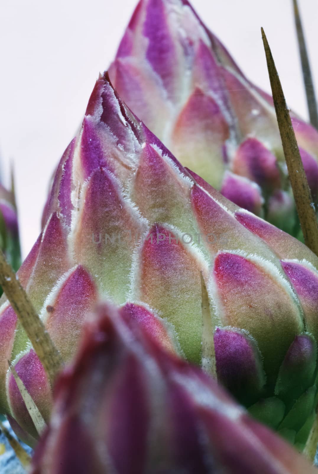 Beautiful cactus flowers , ,macro photography ,delicate pink flower color ,vertical composition ,