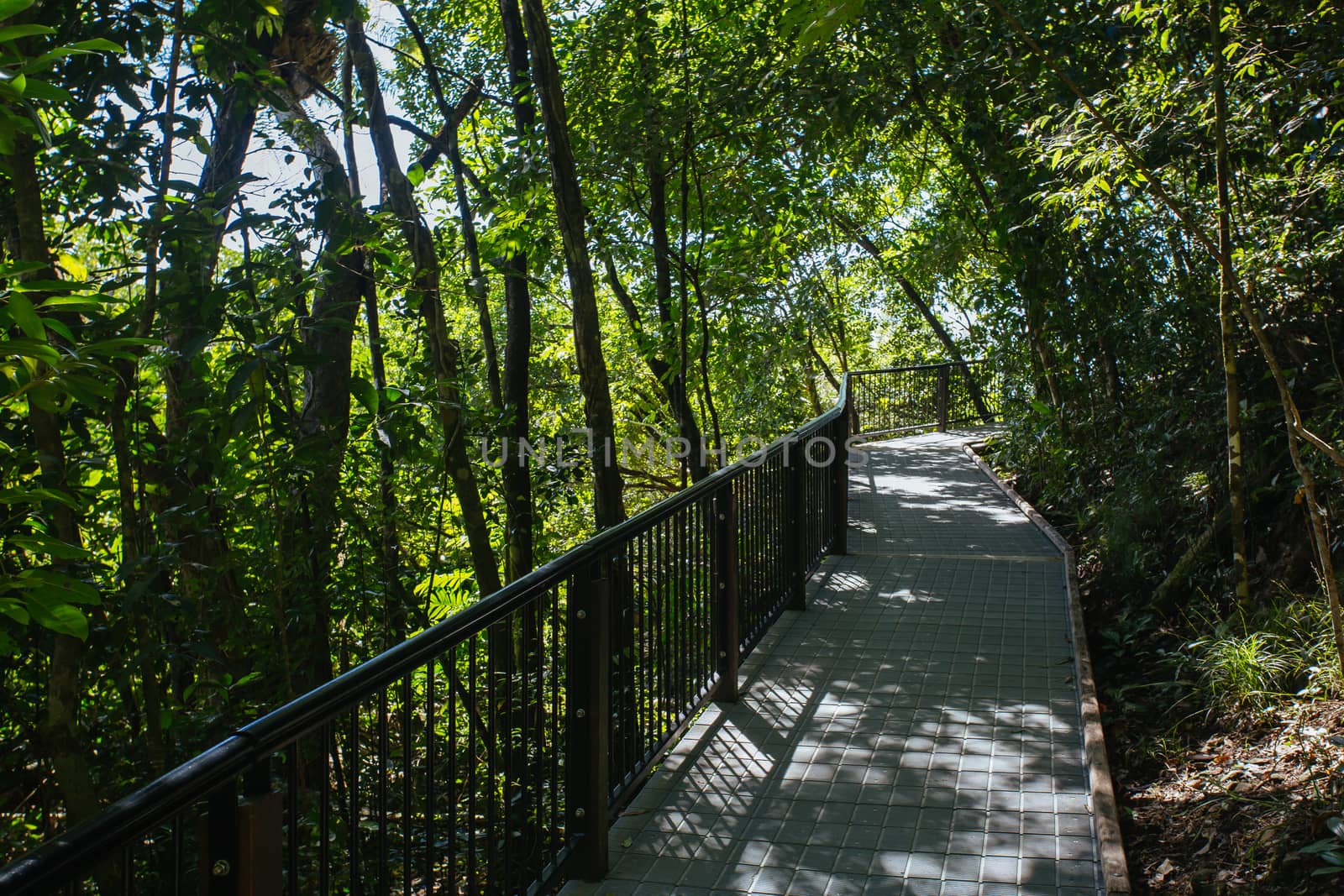 Landscape on the walk to Cape Tribulation Beach Lookout in the Daintree, Queensland, Australia