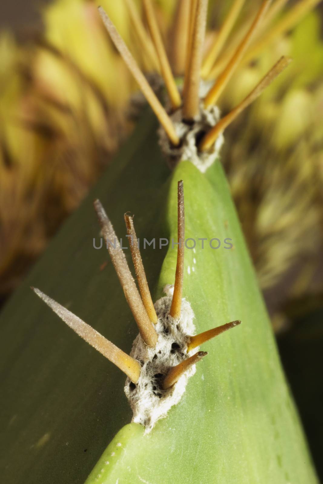 Succulent plant spines ,macrophotography ,light contrast ,vibrant colors ,vertical composition ,out of focus background ,color contrast