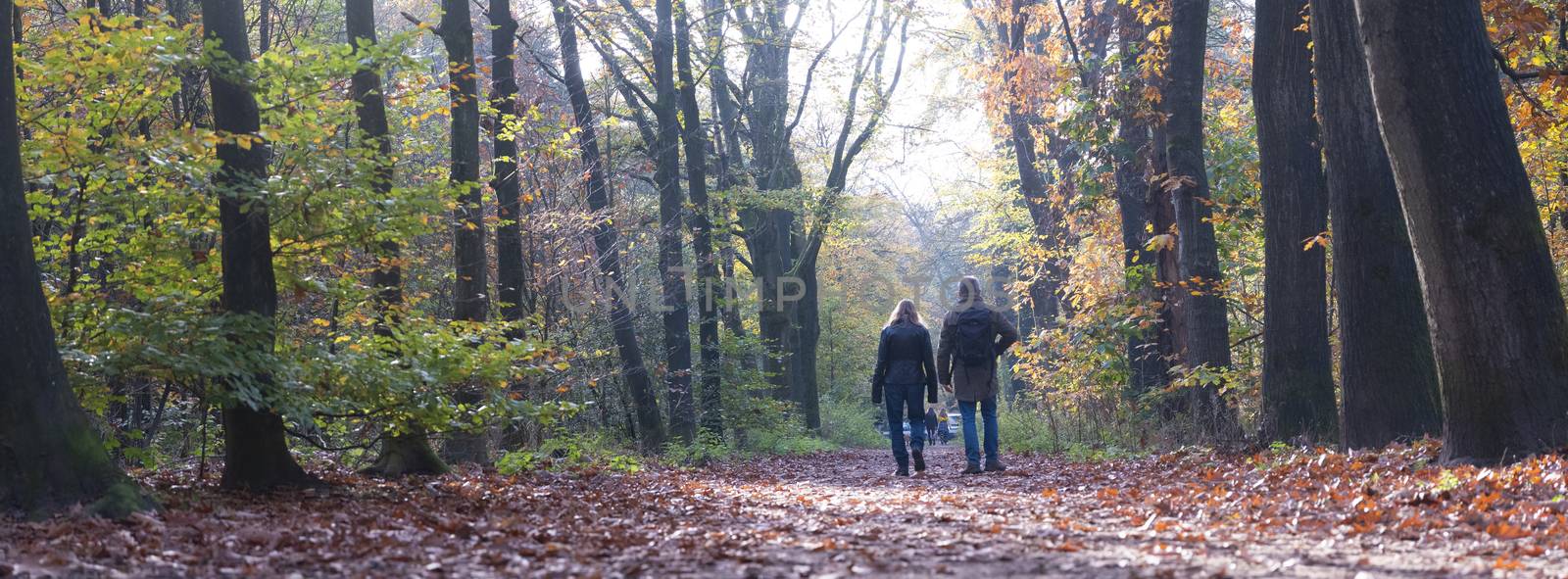 couple hikes in fall forest near utrecht in the netherlands
