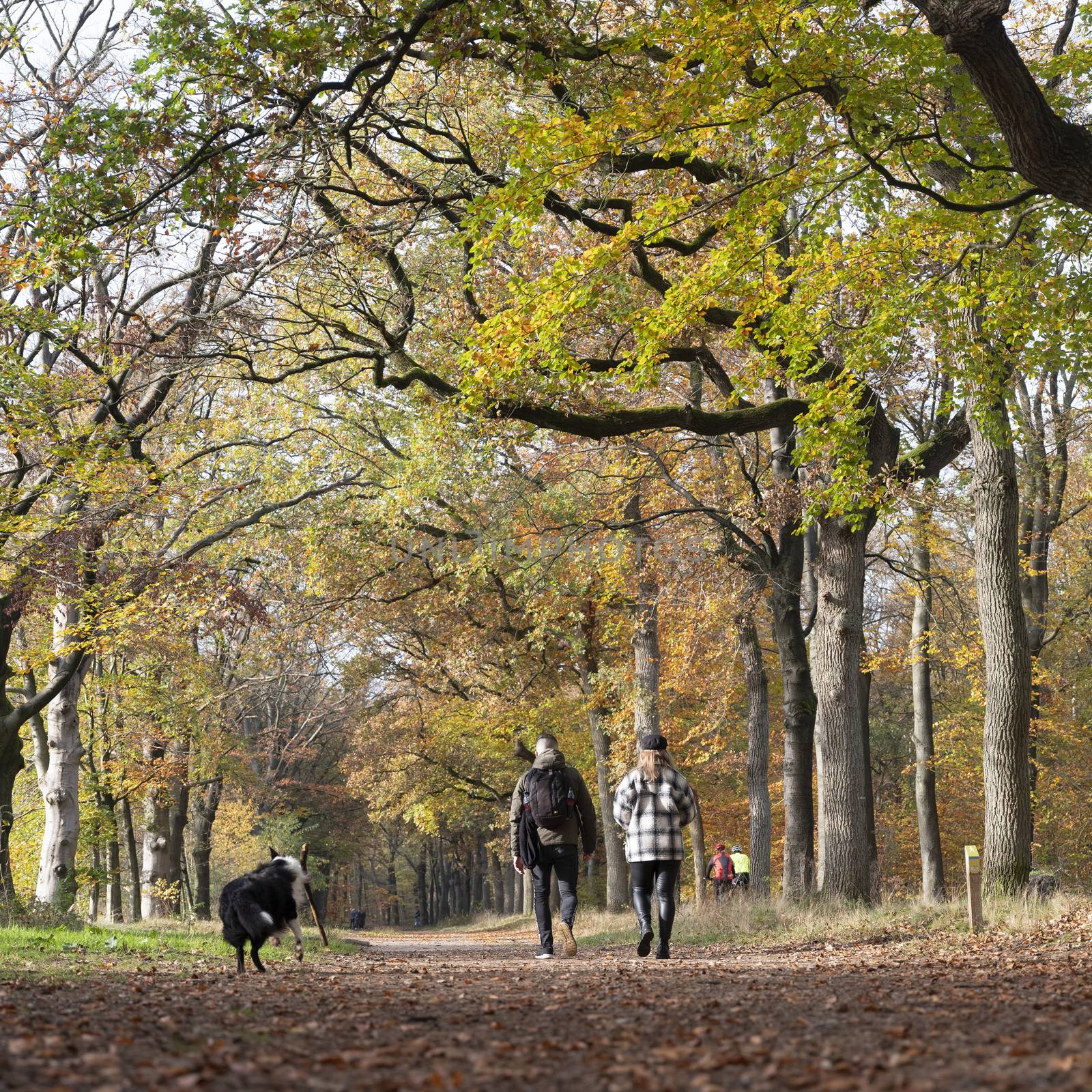 couple and dog in fall colors of autumnal forest near utrecht in the netherlands