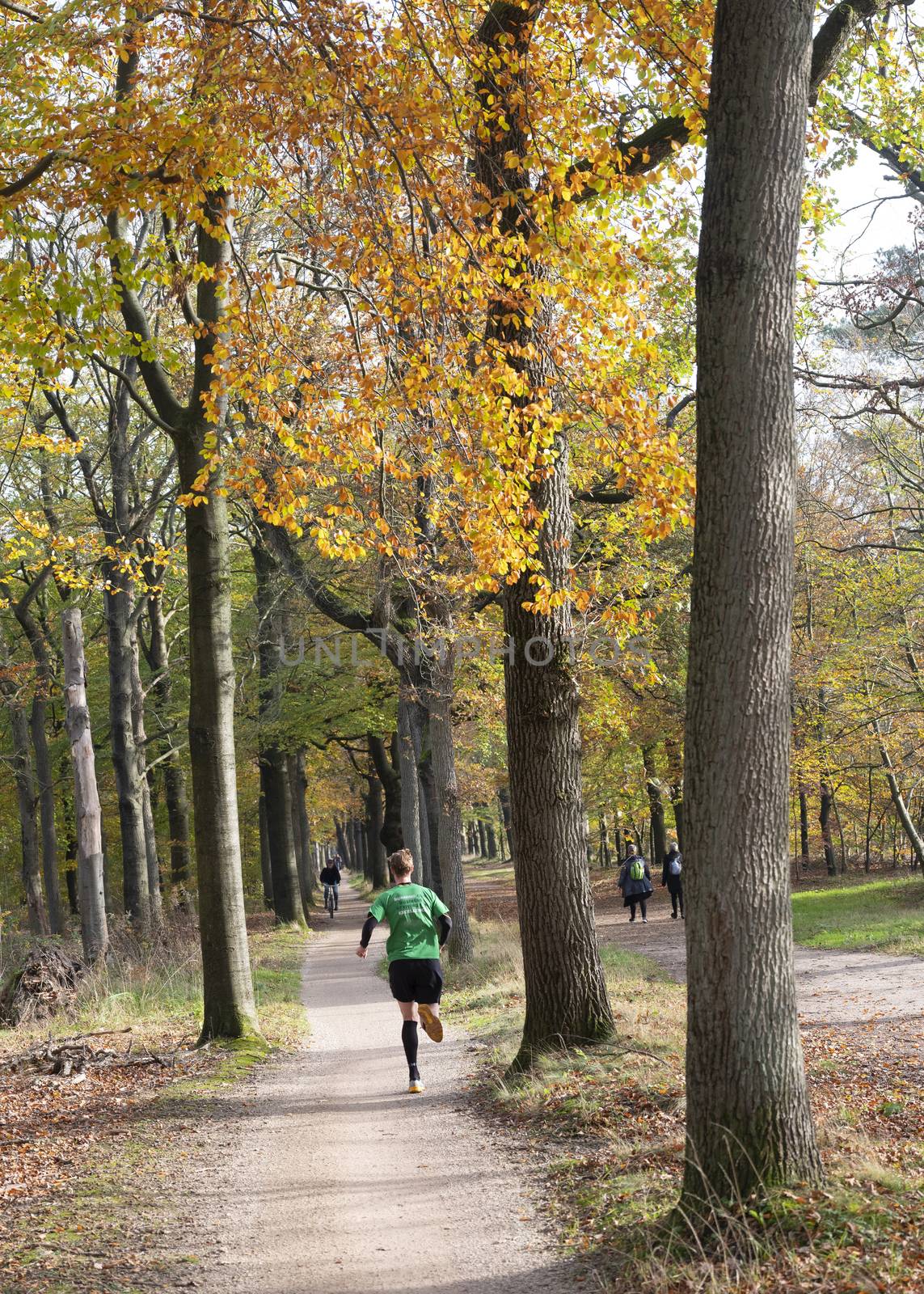 people run, ride bicycle and walk in autumn forest near utrecht in holland by ahavelaar