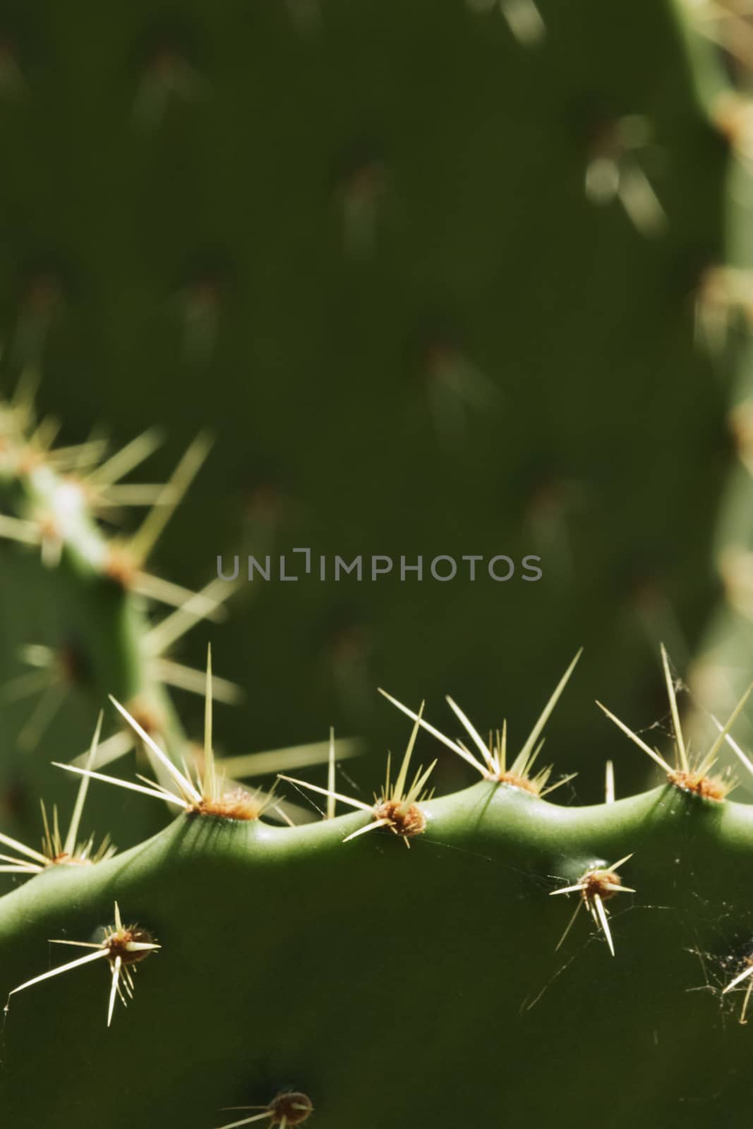 Opuntia section close-up ,the sunbeam highlights the plant shape ,vertical composition ,selective focus , high contrast ,