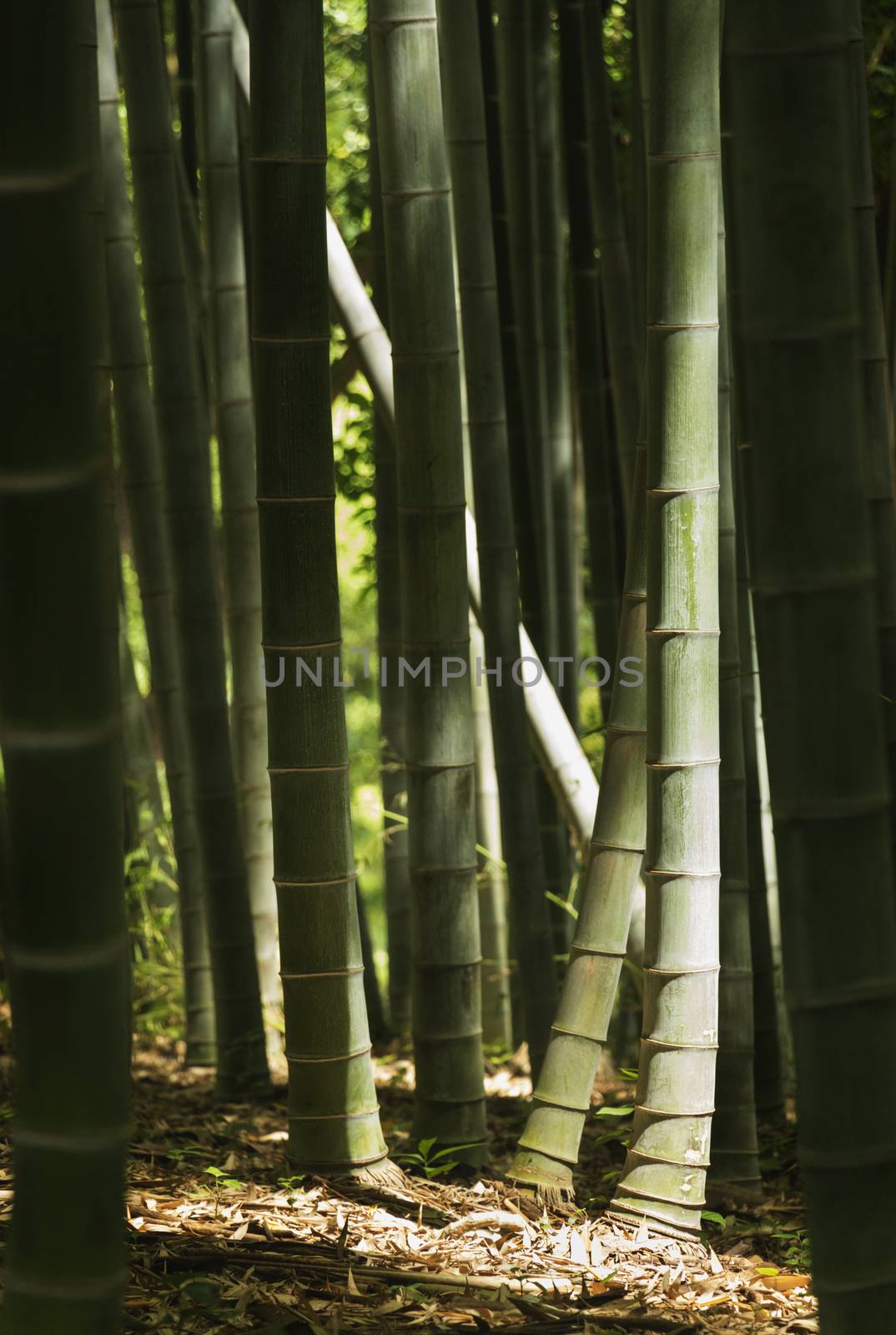Bamboo grove,high light contrast ,saturated colors ,vertical composition