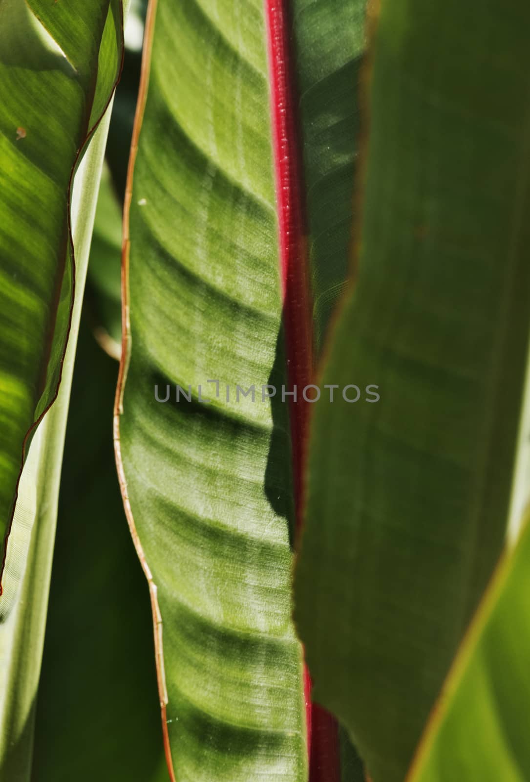 Strelitzia reginae or bird of paradise leaves ,green leaves with a red line , shapes are highlighted by the sun , vertical composition