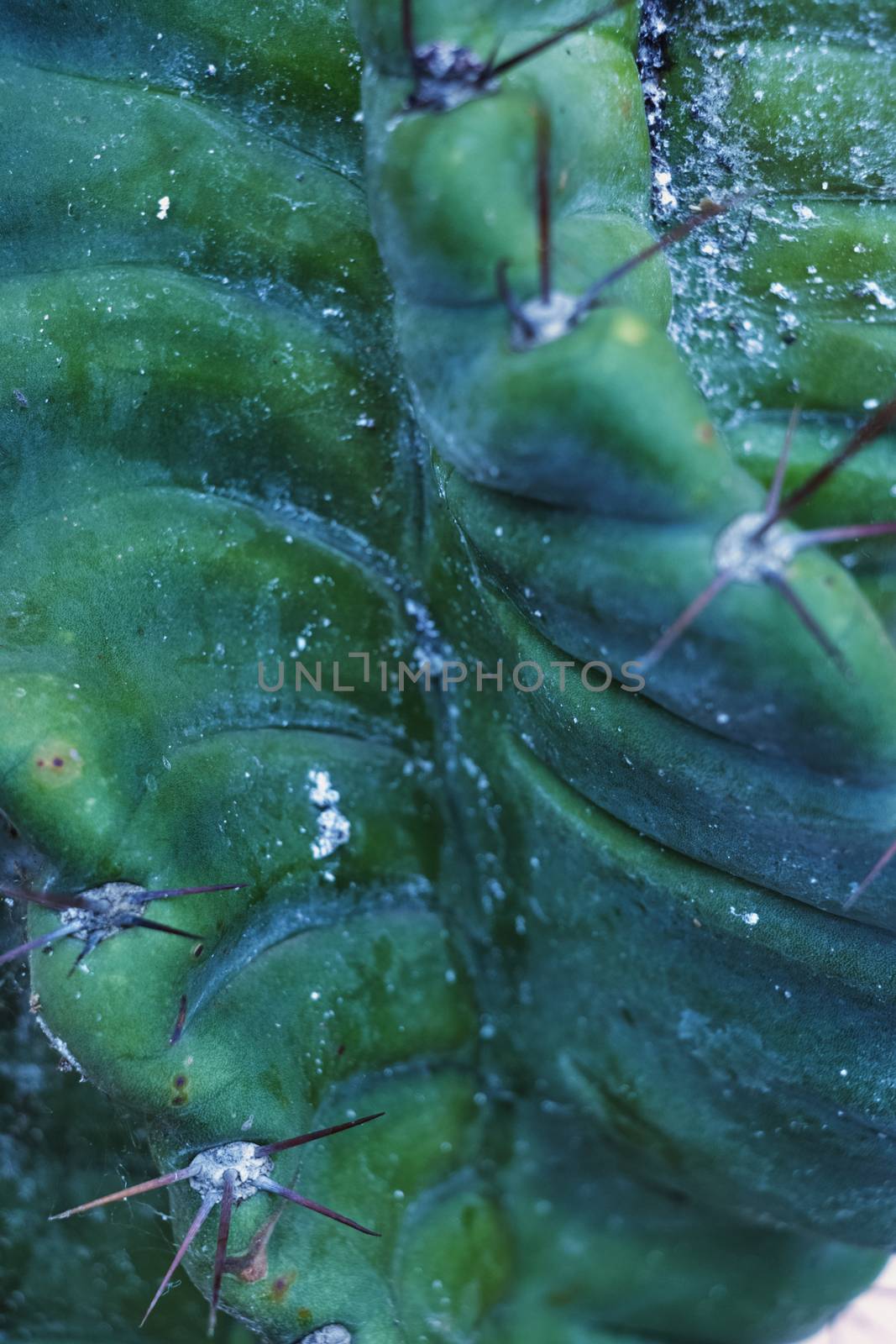 Cactus abstract pattern, selective focus   ,vibrant colors ,vertical composition 