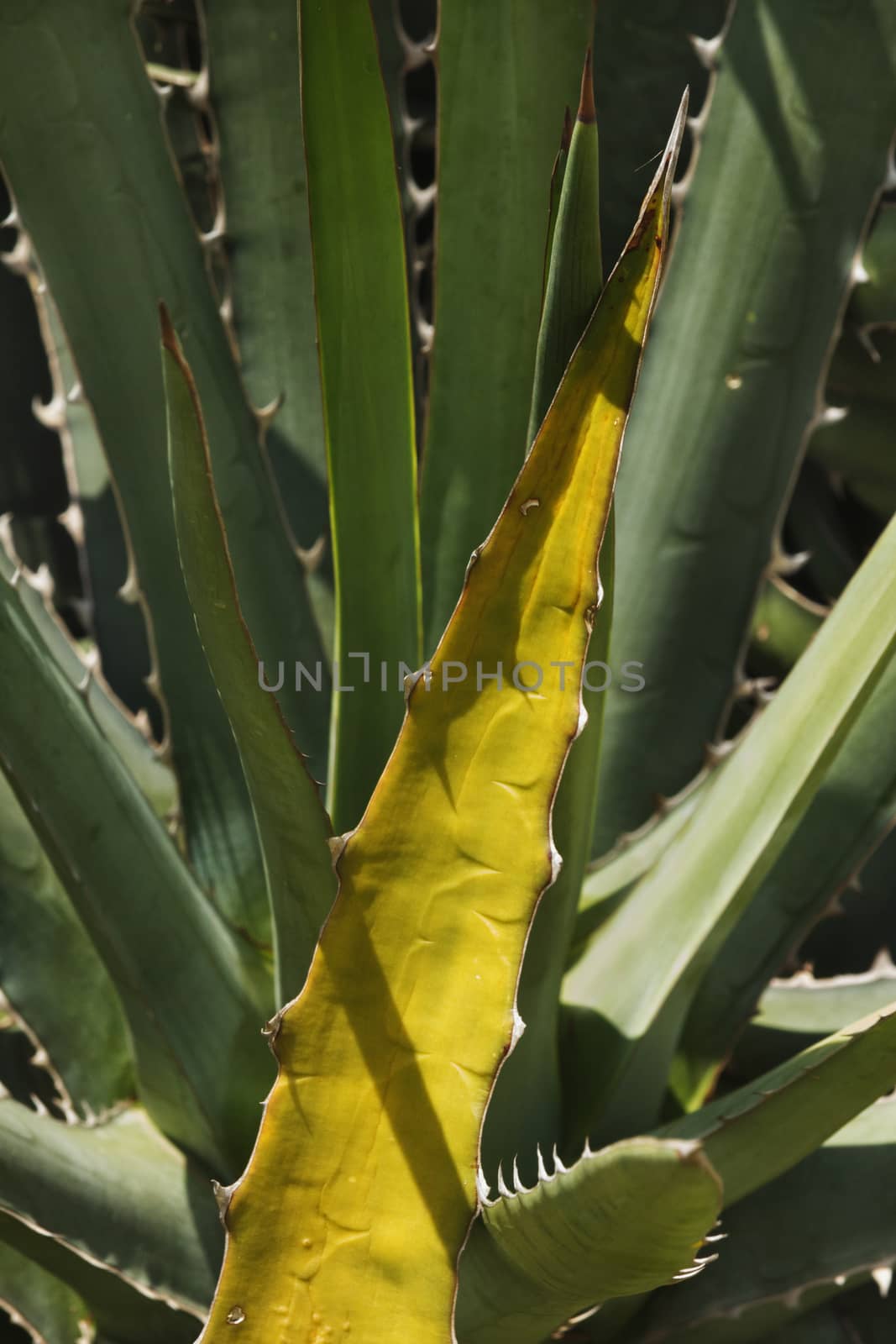 Agave yellow leaf by victimewalker