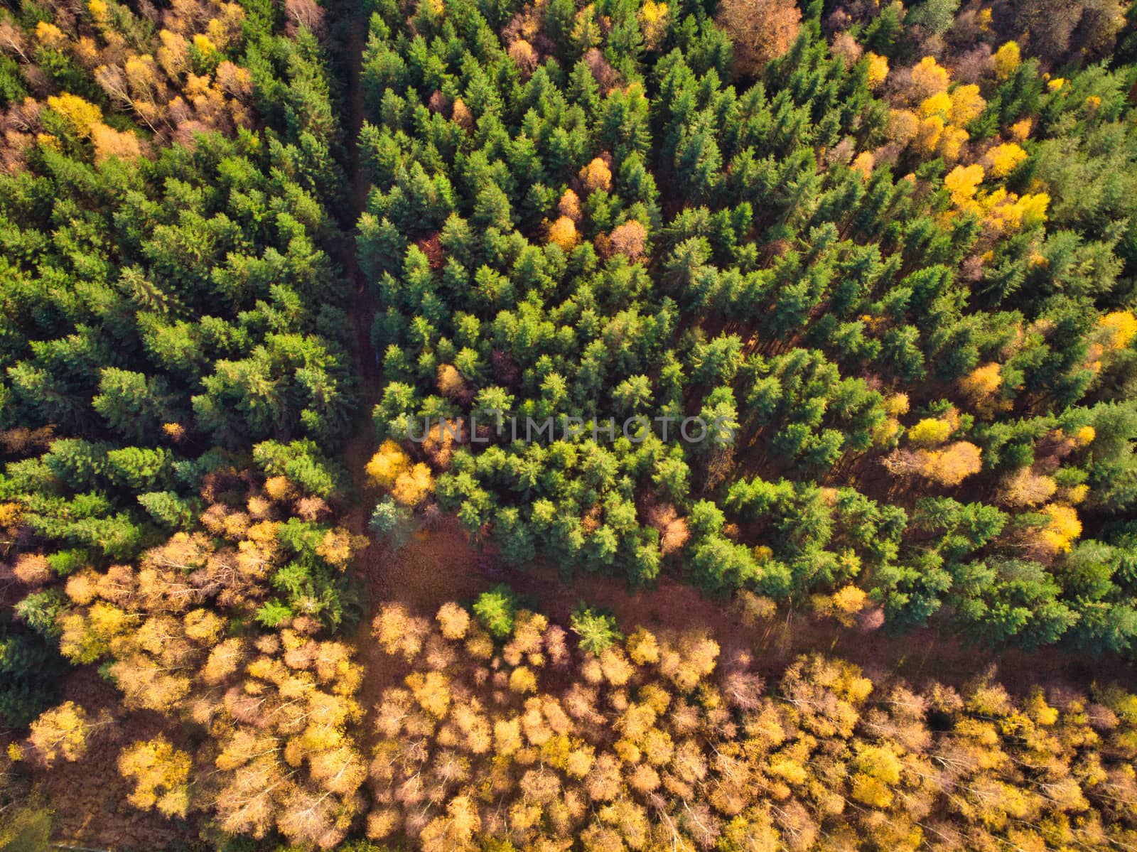 High angle aerial forest in autumn, directly above drone shot, green and yellow tree colors in fall by kb79