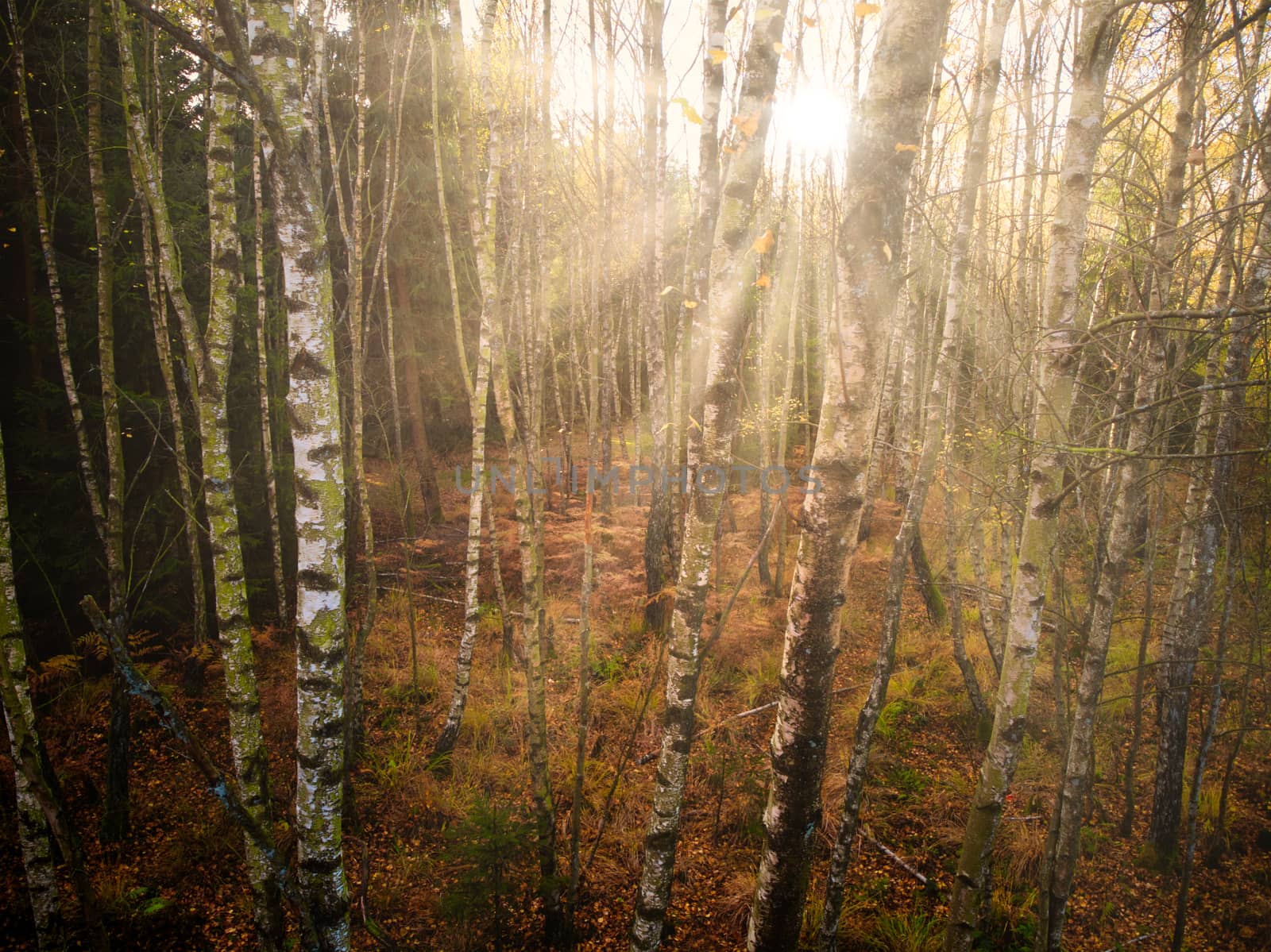 Dense birch tree forest in autumn, sunrays, directly shot at the sun. Beauty in nature
