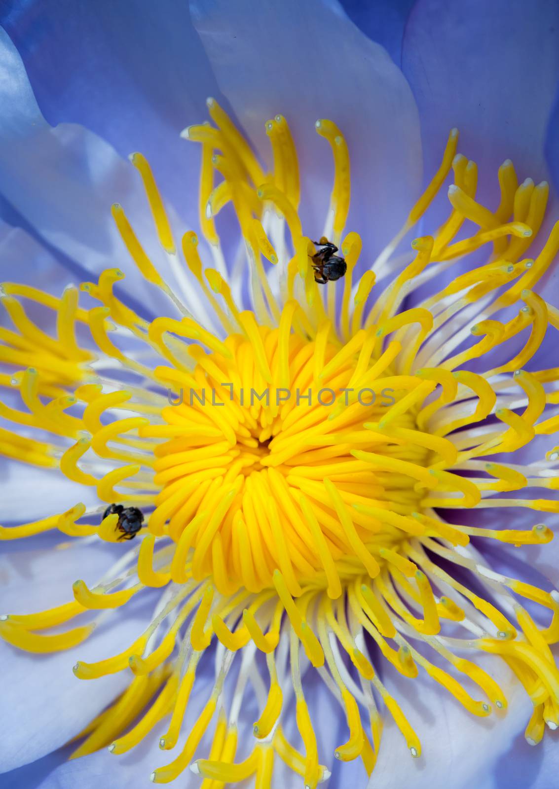 Bee in the blue petal and yellow pollen of water Lily by Satakorn