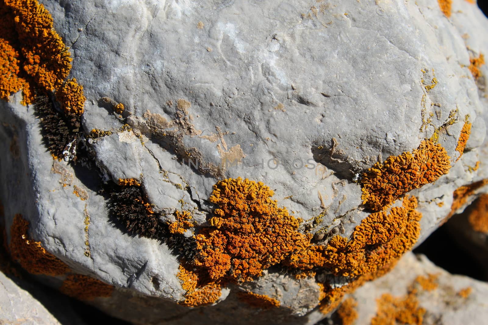 Orange spots (lichens) on a rock in the mountains. by mahirrov