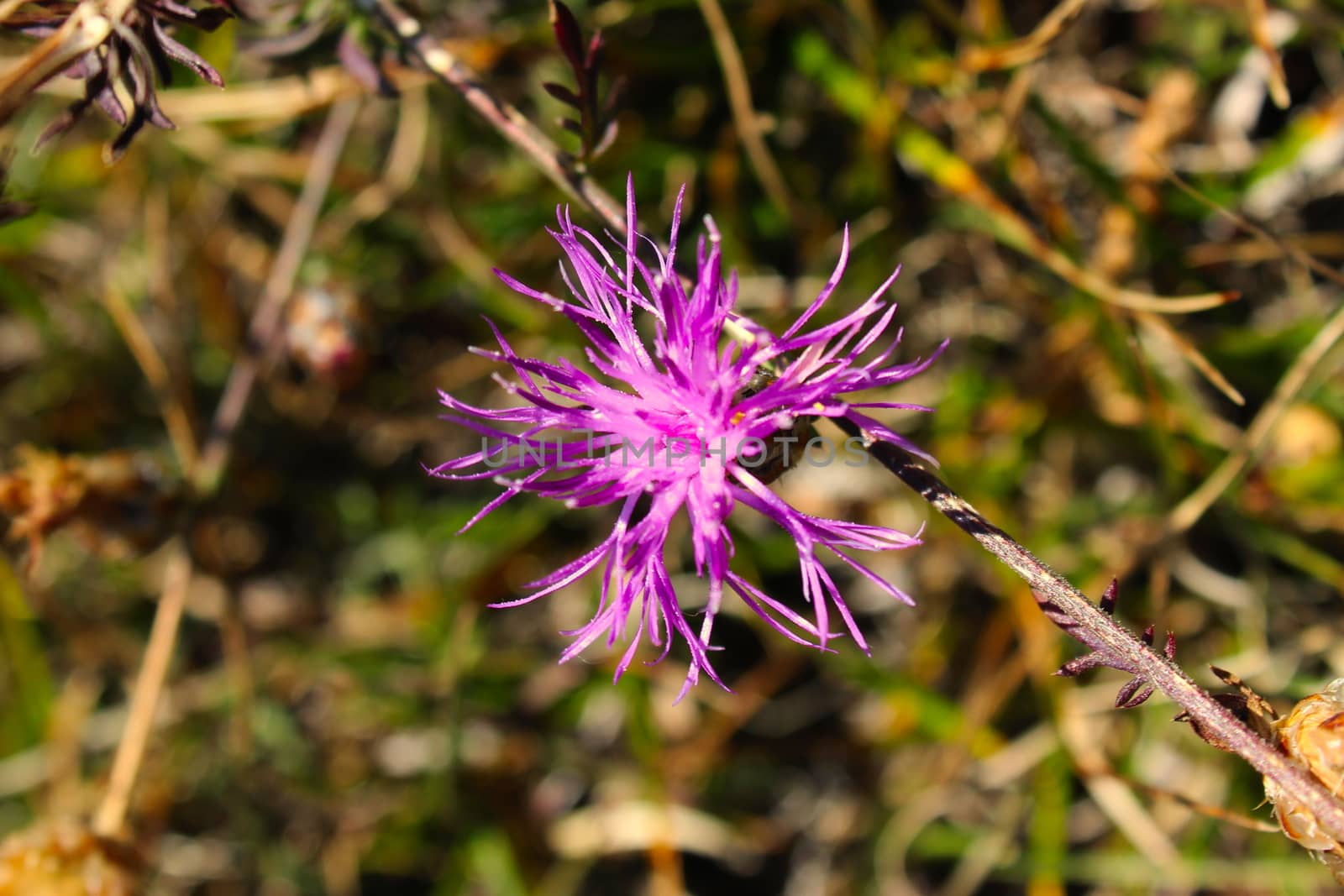 Centaurea jacea (brown knapweed or brownray knapweed) is a species of herbaceous perennial plants in the genus Centaurea native to dry meadows and open woodland. Bjelasnica Mountain.