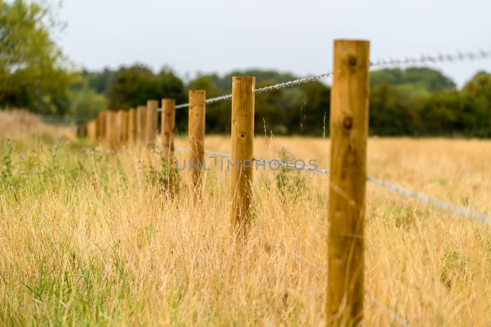 barbed wire fence in a meadow