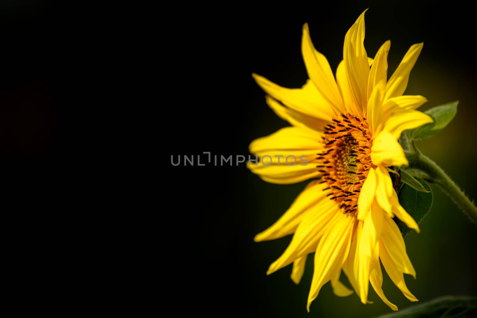 Yellow sunflower by andyperiam
