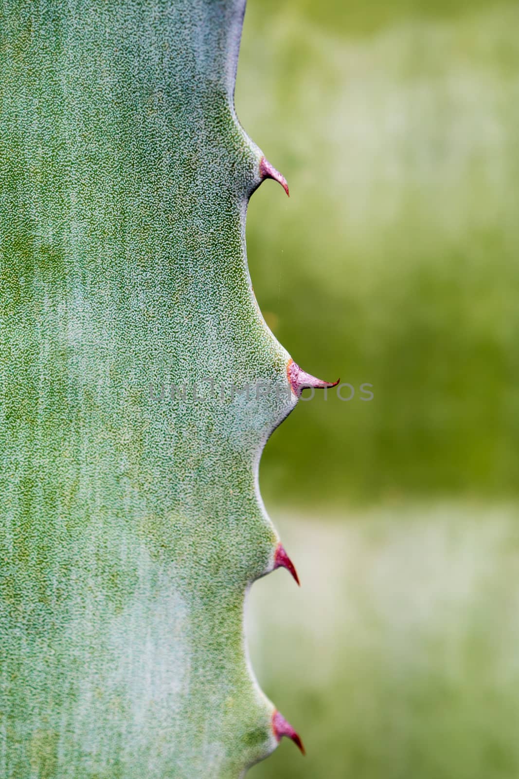 Agave succulent plant, close up white wax on freshness leaves with thorn of Agave leaf