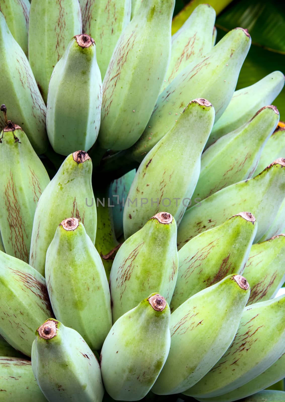 Bunch of Silver Bluggoe on a banana tree by Satakorn