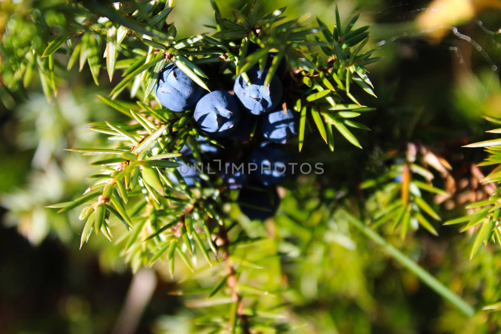 Ripe blue juniper berries sunlit on a branch between green needles. Juniperus communis fruit. by mahirrov