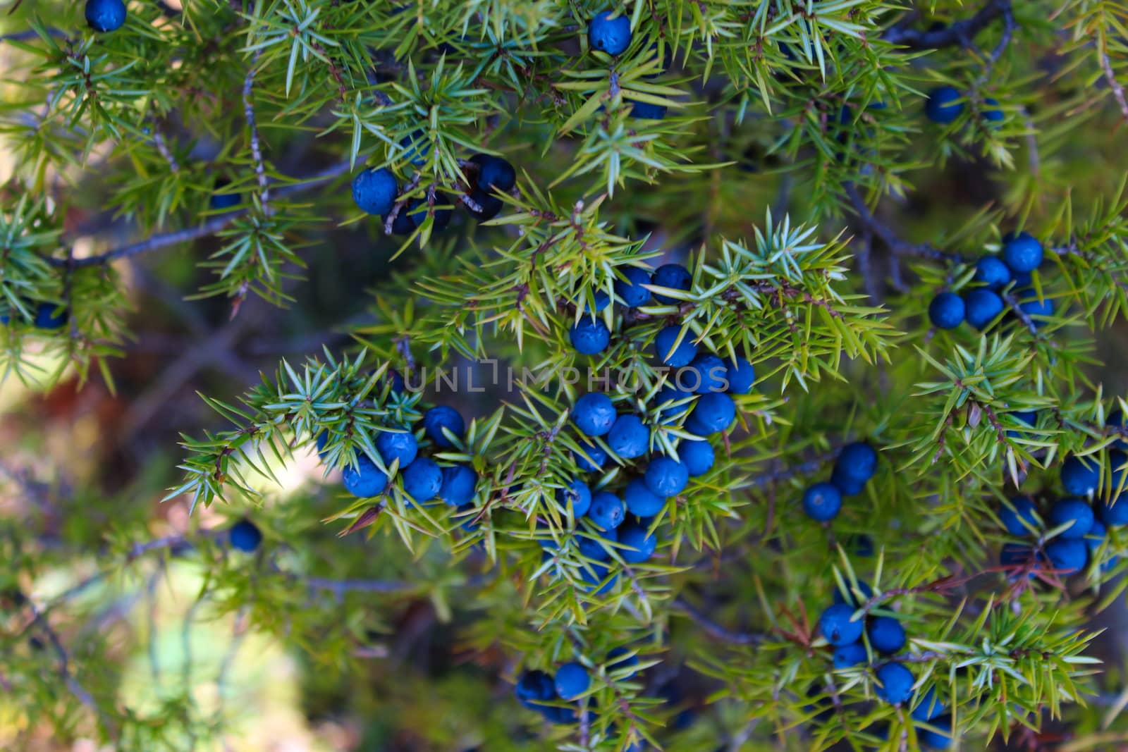 Lots of ripe blue juniper berries on a branch between green needles. Juniperus communis fruit. by mahirrov