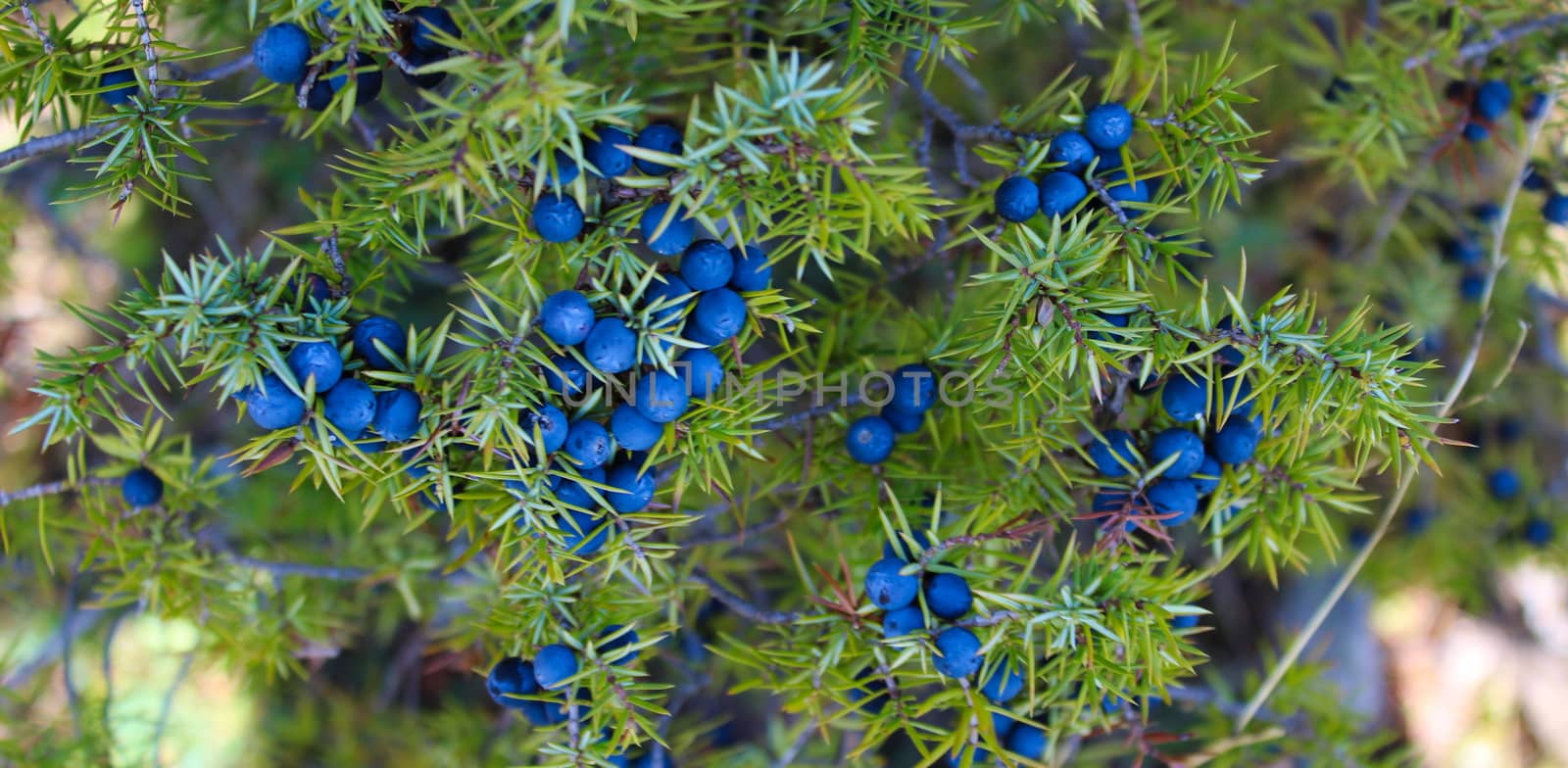 Banner of lots of ripe navy blue juniper berries all over the branch between the green needles. Juniperus communis fruit. by mahirrov