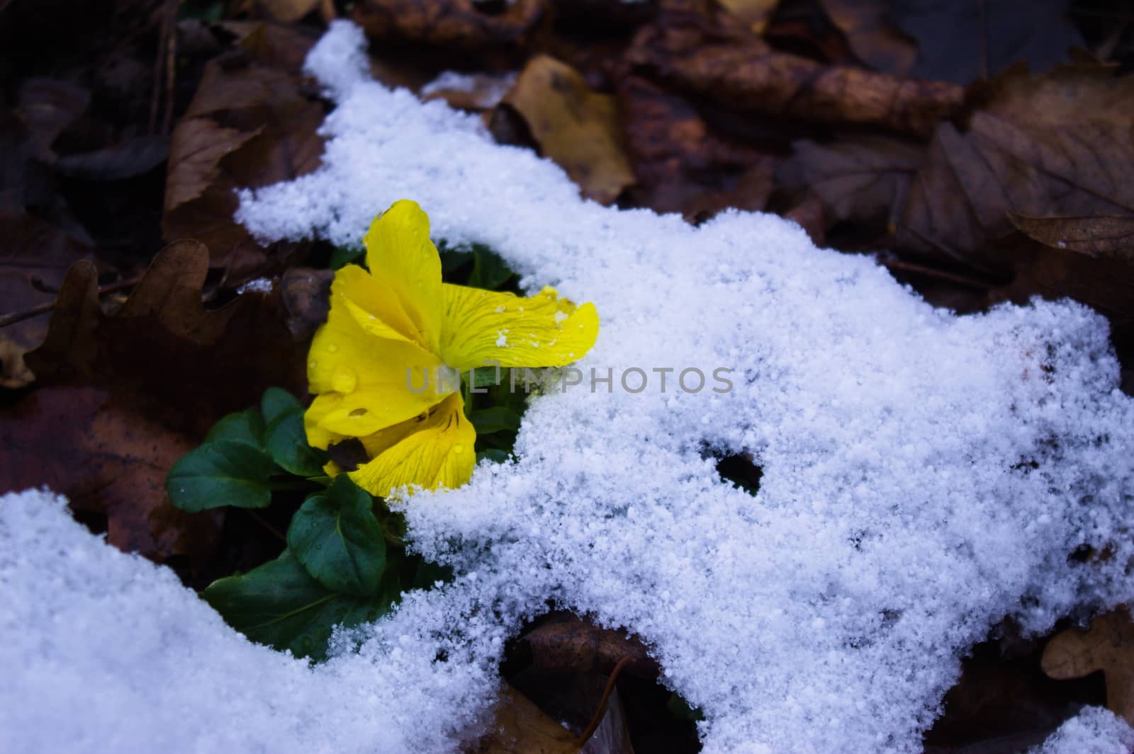 Close up of flowers under the snow by mahirrov