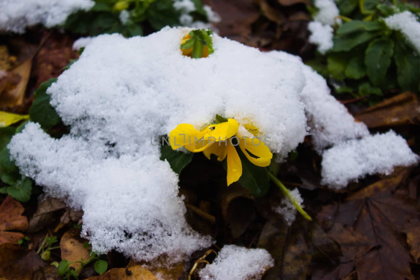 Close up of flowers under the snow