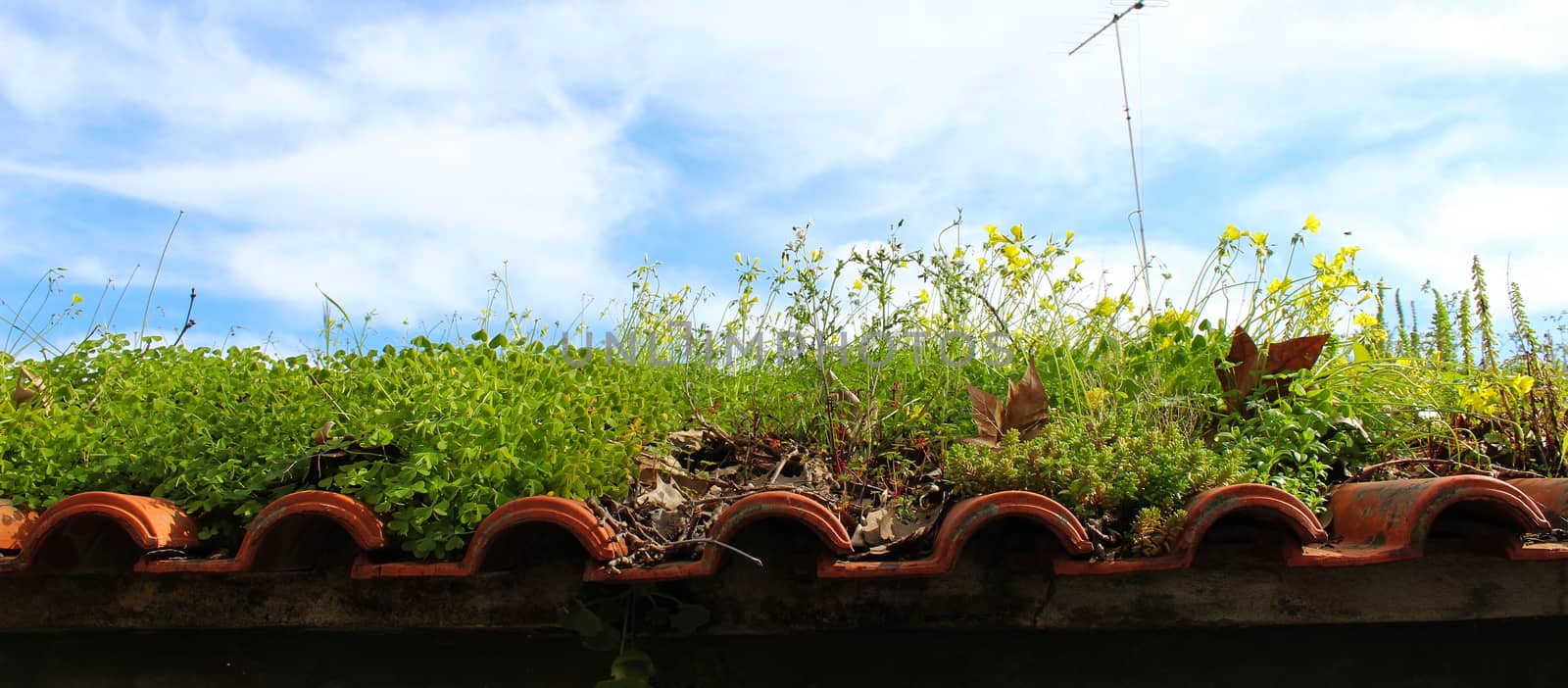 Banner of an old abandoned roof on which plants grow and the sky in the background. by mahirrov