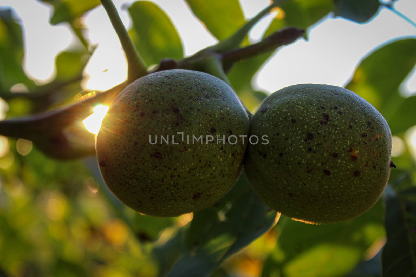 Green unripe walnuts on a branch. Two walnuts on a branch with a leaf in the background. Zavidovici, Bosnia and Herzegovina.