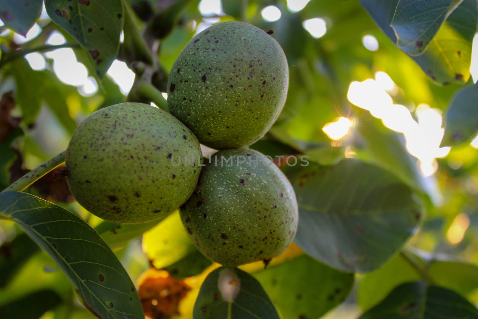 Three green walnuts on a branch with the sun in the background. Zavidovici, Bosnia and Herzegovina.