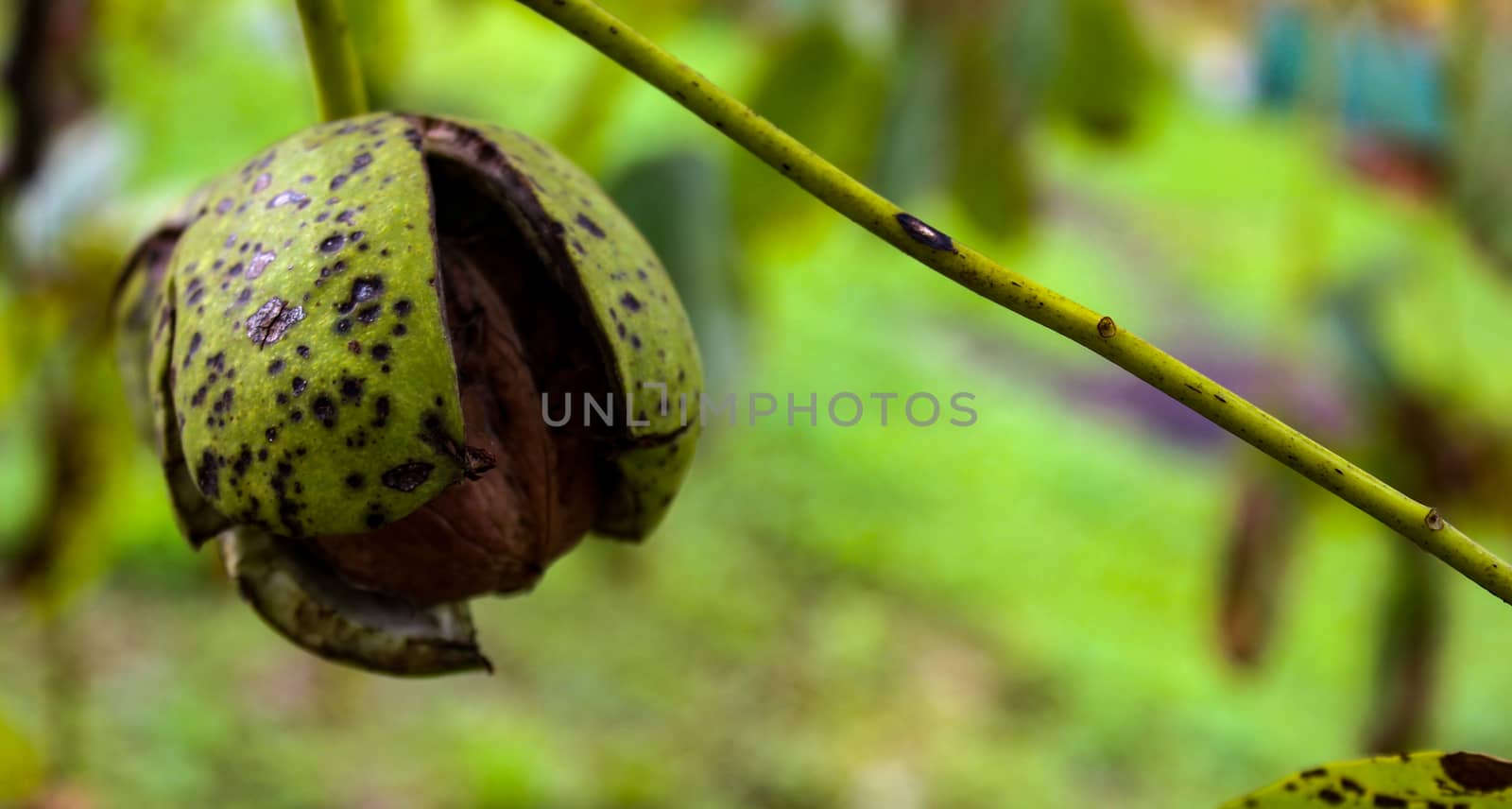 Banner. A ripe walnut protruding from a cracked green shell. by mahirrov