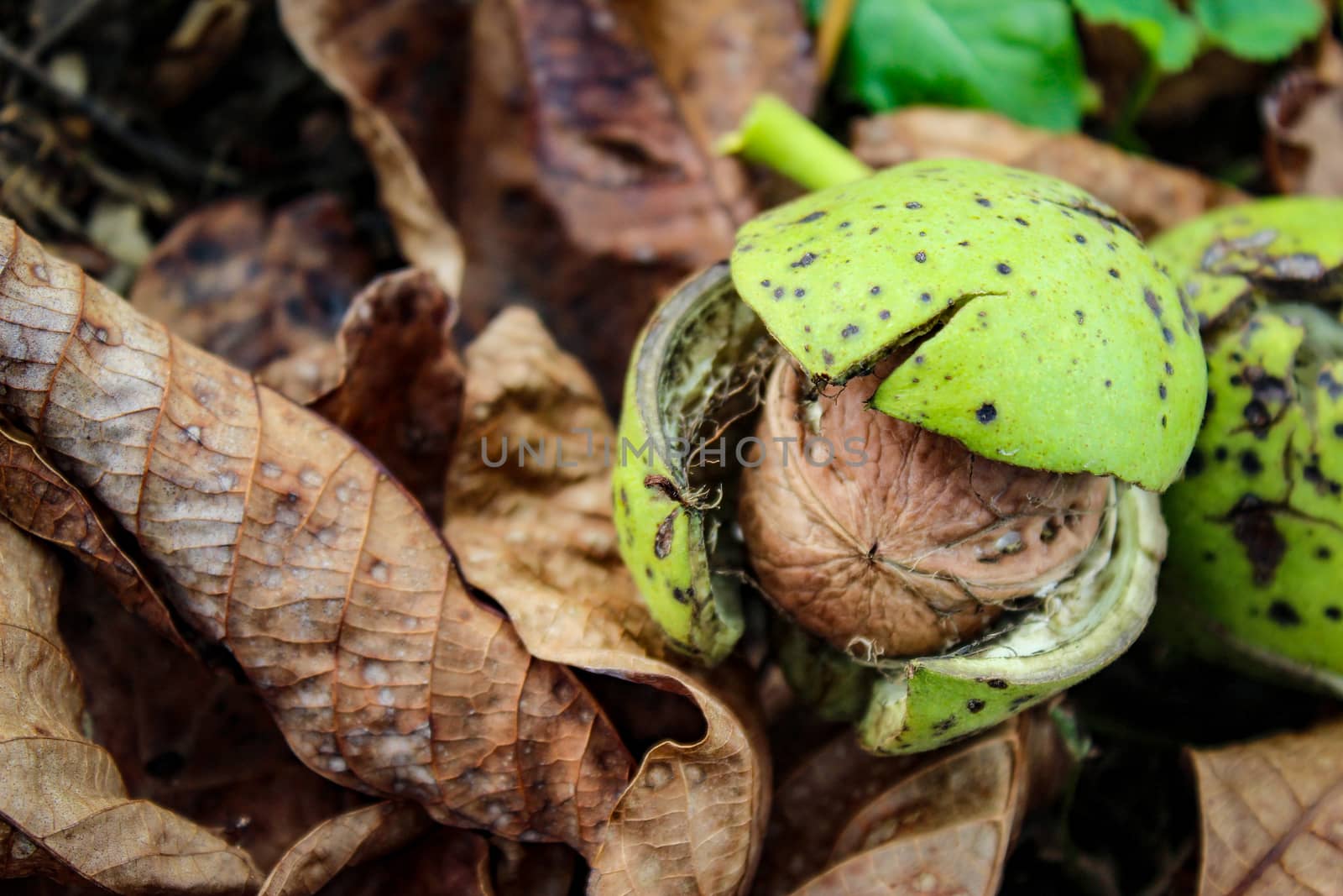 Walnut fruit on the ground on a dry leaf. The walnut fruit is seen inside the cracked green shell. Zavidovici, Bosnia and Herzegovina.
