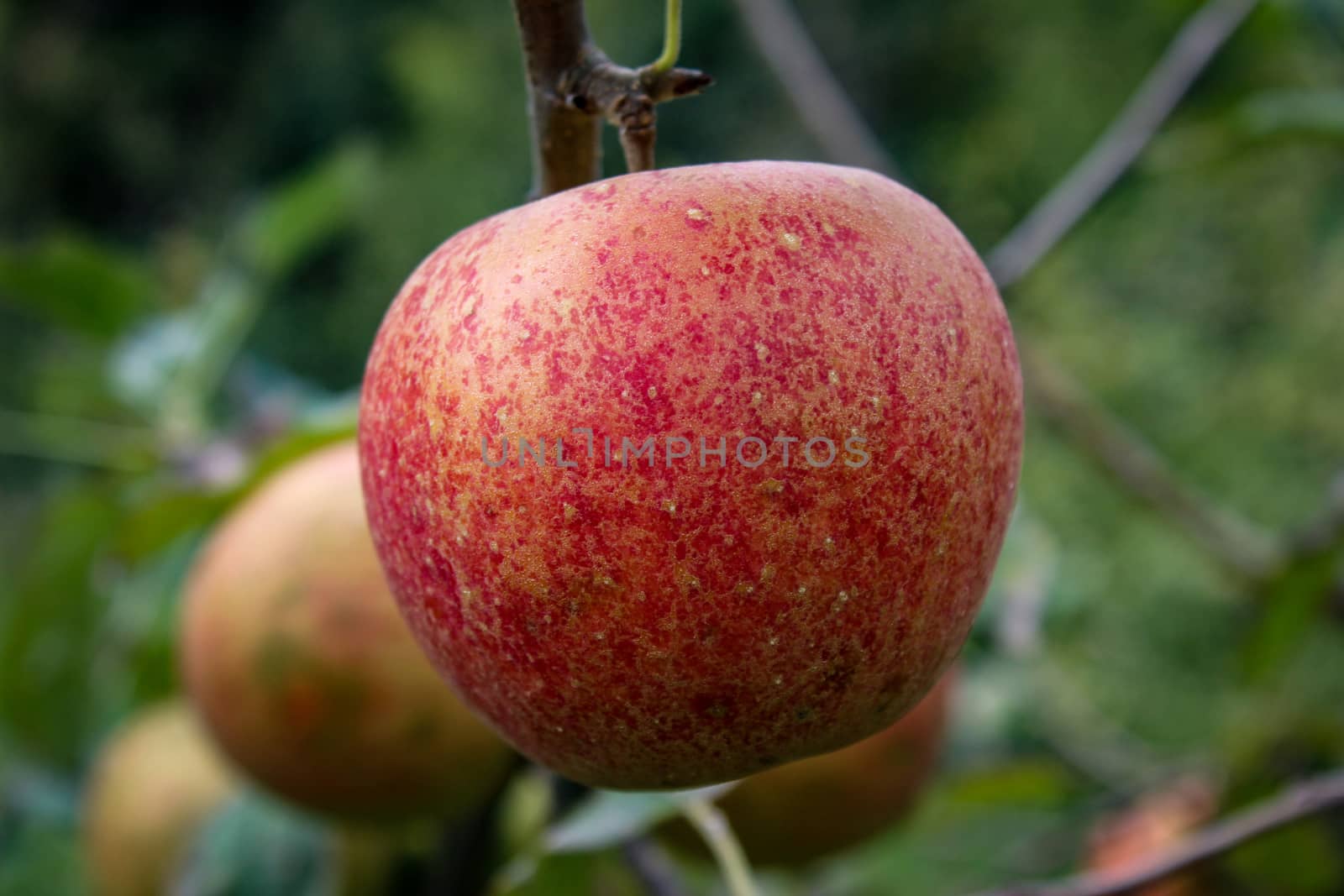 A beautiful apple on a branch in an orchard. Jonagold. Zavidovici, Bosnia and Herzegovina.